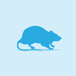 Frozen Small Weaner Rats  26 - 50g - Littlehampton Exotics 