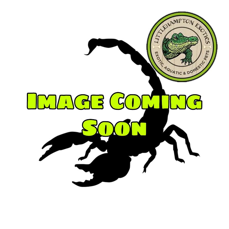 Heterometrus spinifer (Asian Forest Scorpion) - Littlehampton Exotics 