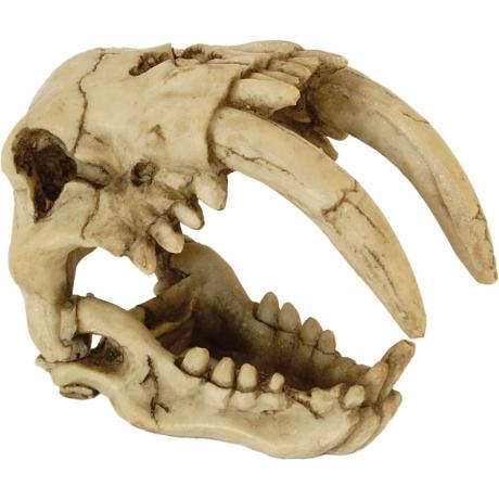 Repstyle Skull Saber Tooth Tiger - Littlehampton Exotics 