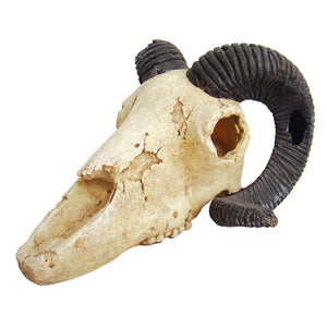 Lucky Reptile Deco Skull Ram - Littlehampton Exotics 