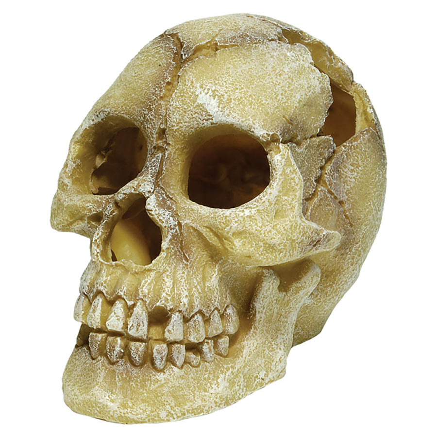 RepStyle Human Skull - Littlehampton Exotics 