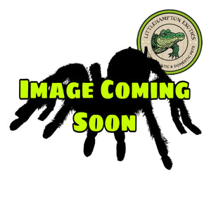 Phidippus regius (Regal Jumping Spider) (L4) - Littlehampton Exotics 