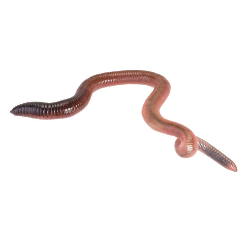 Giant Lob Worms - Pre Pack 10 - Littlehampton Exotics 