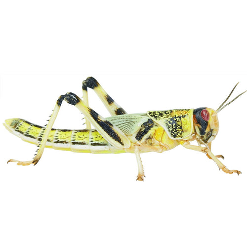Locust Pre Packed Tub - Littlehampton Exotics 