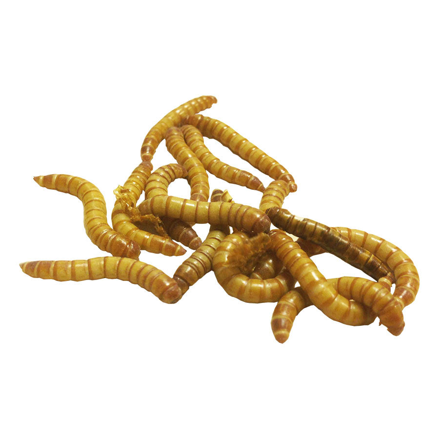 Mealworms 500g Bulk Bag - Littlehampton Exotics 
