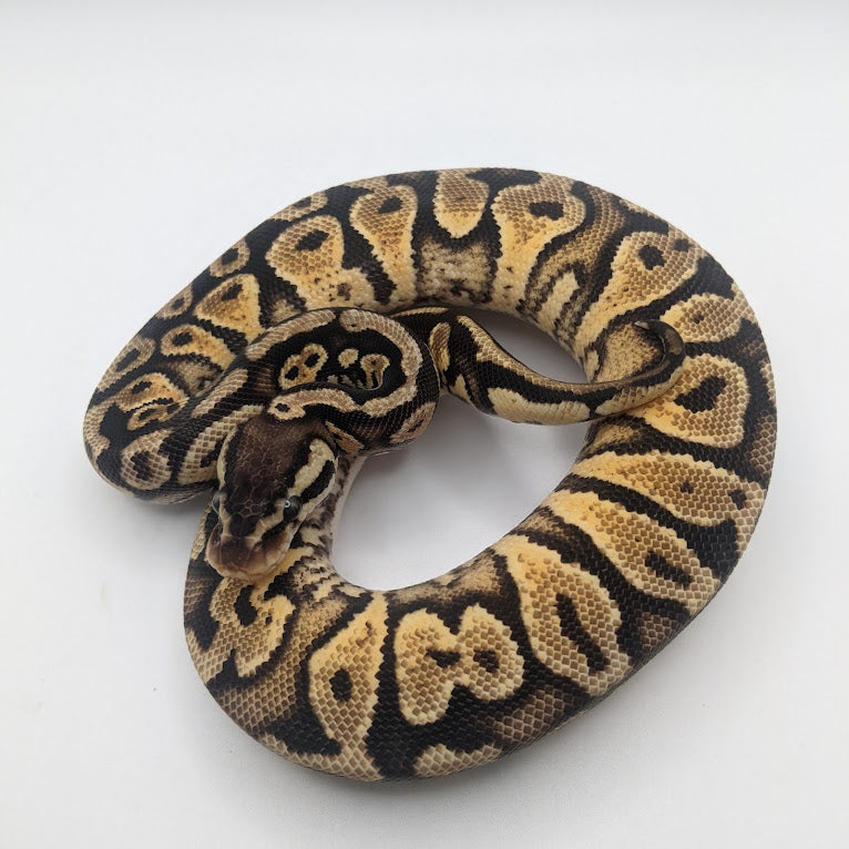 Pastel Mahogany Ball Python - Littlehampton Exotics 
