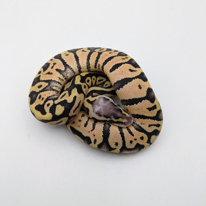 Super Pastel Ball Python - Littlehampton Exotics 