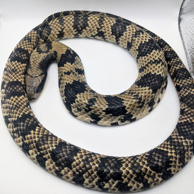 False Water Cobra - Littlehampton Exotics 