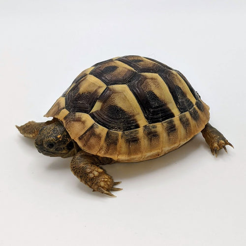 Hermann's Tortoise - Littlehampton Exotics 