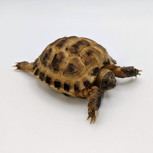 Horsfield's Tortoise - Littlehampton Exotics 
