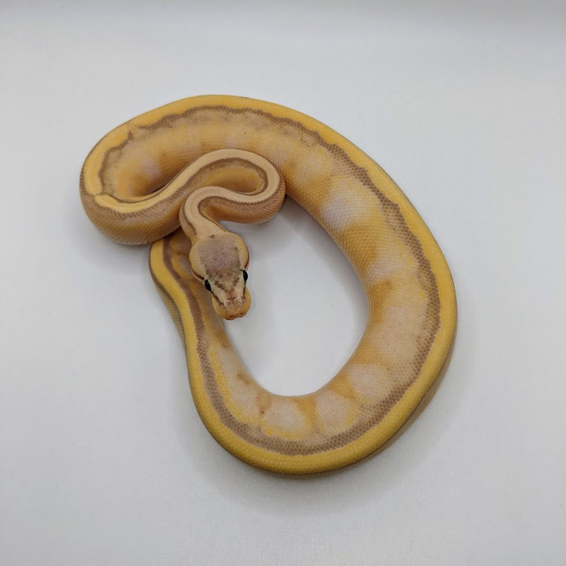 Super Pastel Banana Genetic Stripe Ball Python - Littlehampton Exotics 
