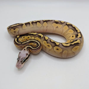 Super Pastel Lesser Ball Python - Littlehampton Exotics 