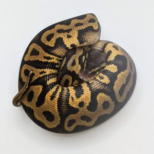 Pastel Leopard 66% Het Clown Ball Python - Littlehampton Exotics 