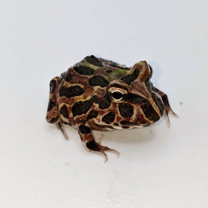 Tan PacMan Frog - Littlehampton Exotics 