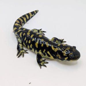 Tiger Salamander - Littlehampton Exotics 