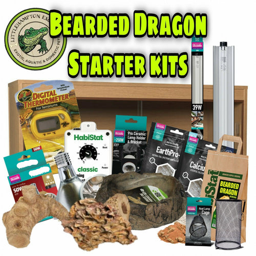 Bearded Dragon Starter Kit - Littlehampton Exotics 