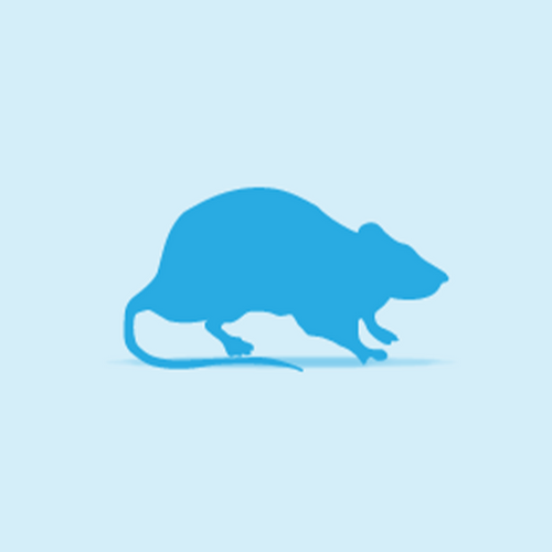 Frozen Large Rats  251- 350g - Littlehampton Exotics 