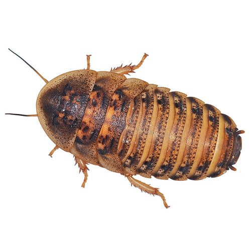 Dubia Cockroaches - Littlehampton Exotics 