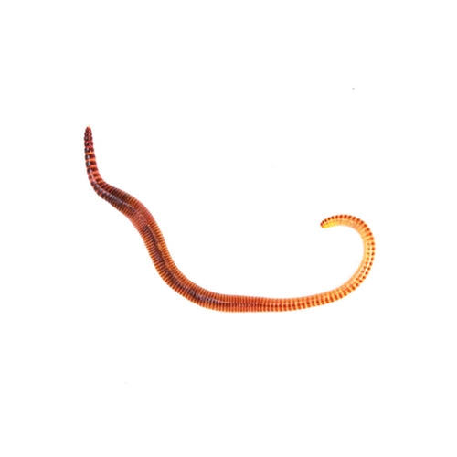 Small Worms Pre Packed Tub 35 - Littlehampton Exotics 