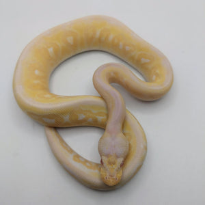 Pewter Albino Ball Python - Littlehampton Exotics 