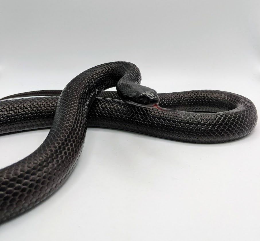 Mexican Black King Snake - Littlehampton Exotics 
