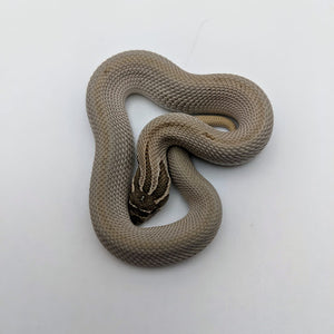 Super Anaconda Western Hognose - Littlehampton Exotics 