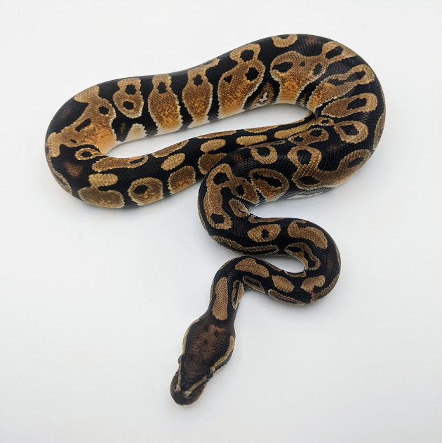 Pastel Yellow Belly/Asphalt Ball Python - Littlehampton Exotics 